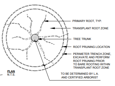 Bare Rooting and Transplanting