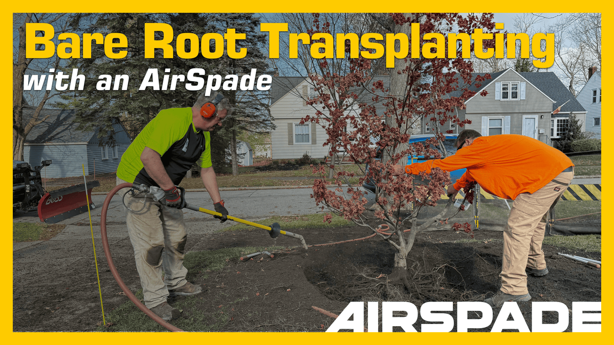 Japanese Maple Bare Root Transplant Video Thumbnail